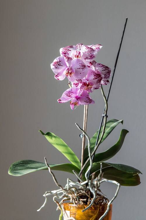 Pixabay orchid 3962909 (c) phtorxp