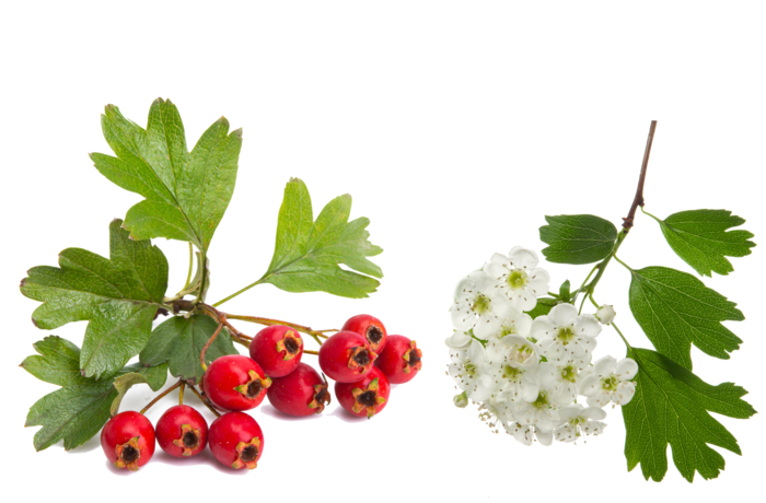 AdobeStock 493804935 Weißdorn weissdorn Crataegus ©ksena32 AdobeStock 315823663 ©OlgaKot20