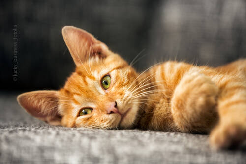 blog/warum-katzen-im-winter-maekelig-sind
