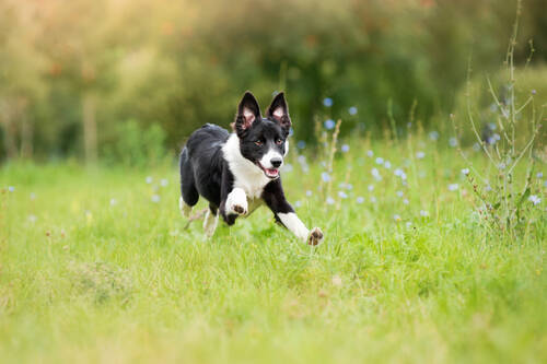 AdobeStock 50616394 Border Collie Welpe ©ksuksa