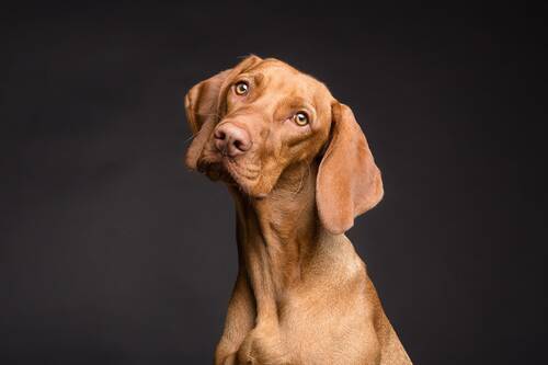 Blog über Natürliche Tiernahrung für Hunde von PerNaturam