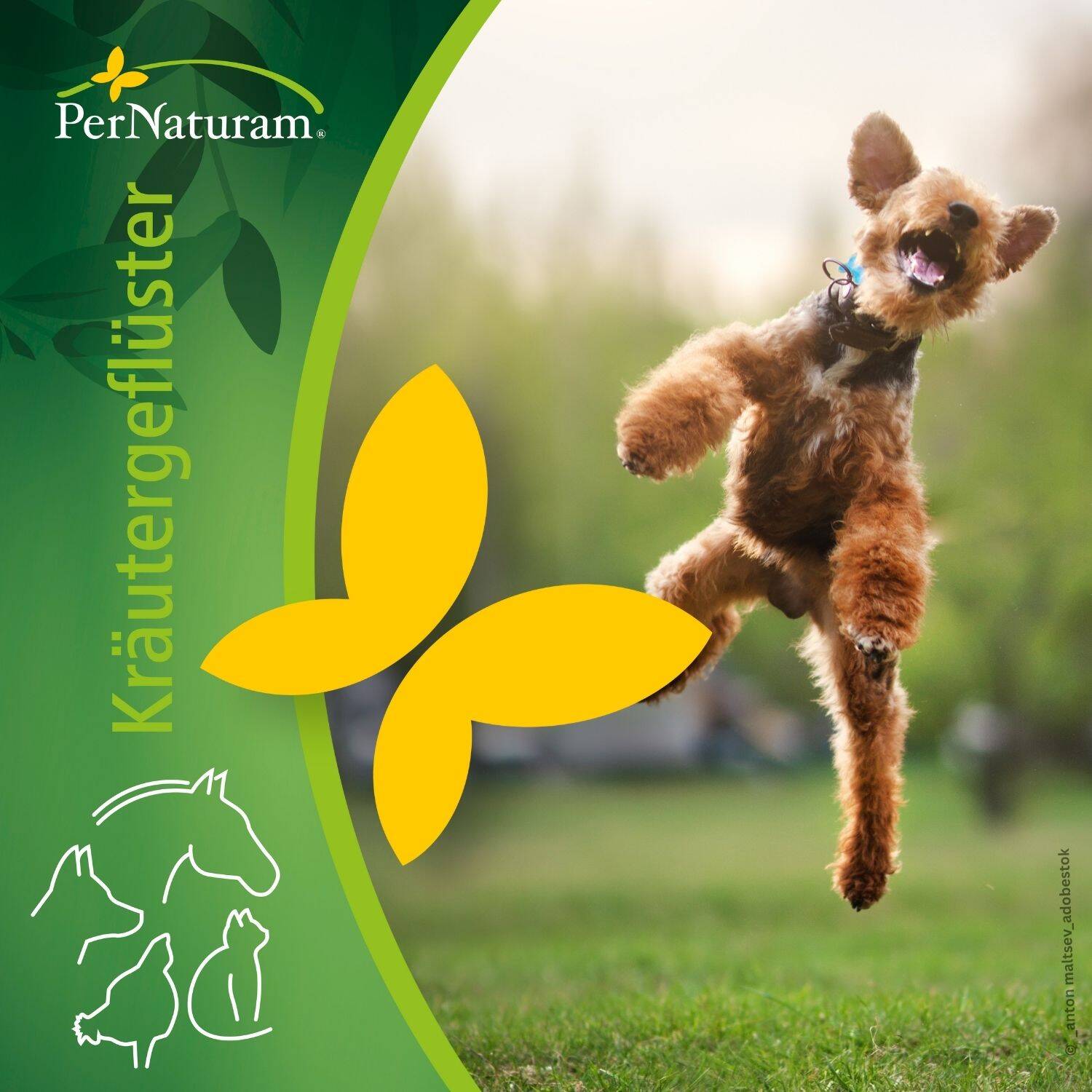 podcast/adhs-beim-hund