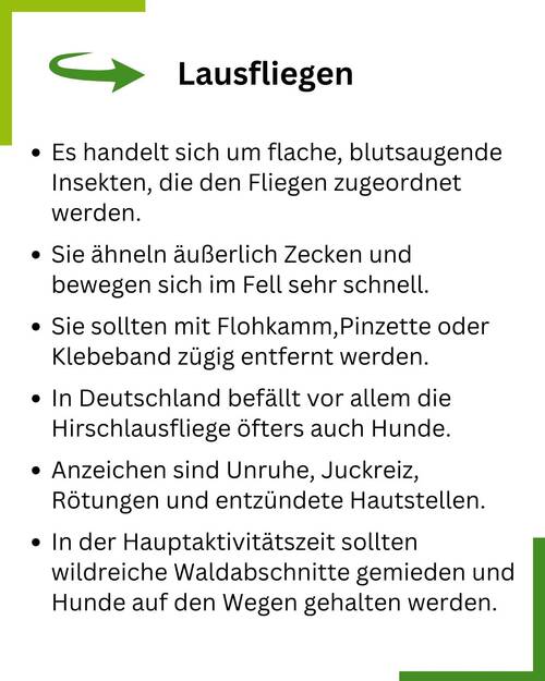 Lausfliegen Hund Zusammenfassung
