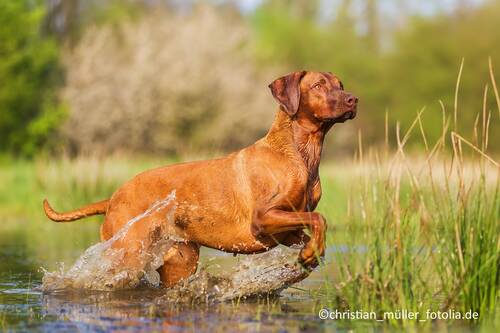 Gesunde Ernährung bei Hunden