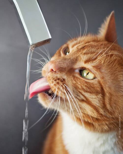 Harnstein Katzen Bild 2