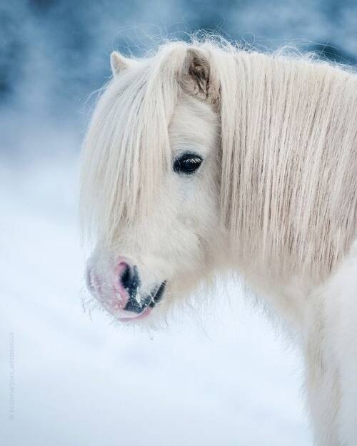 Equine Herpesviren Bild