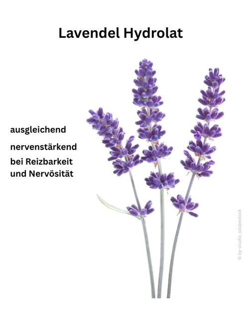 Blog Lavendel