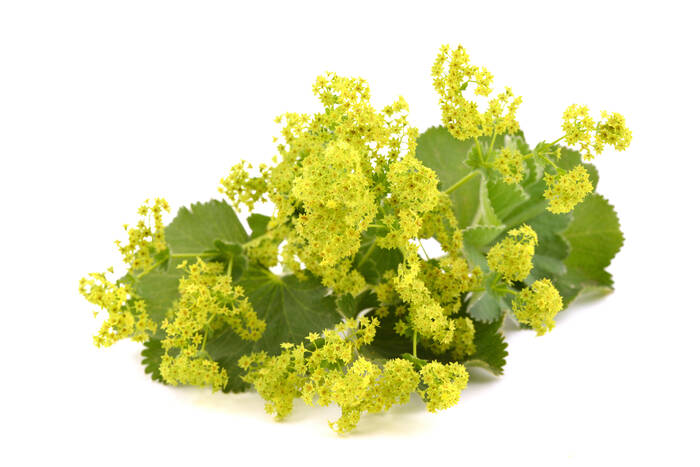 AdobeStock 268162945 Frauenmantel Alchemilla vulgaris ©unverdorbenjr