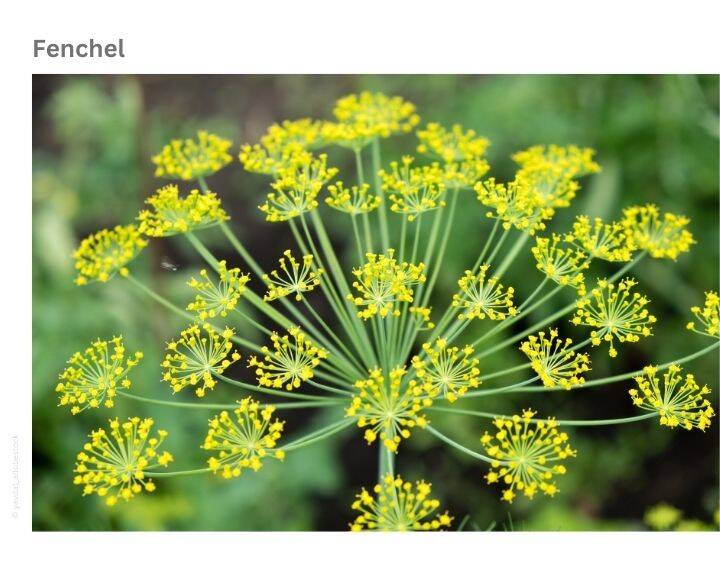Fenchel