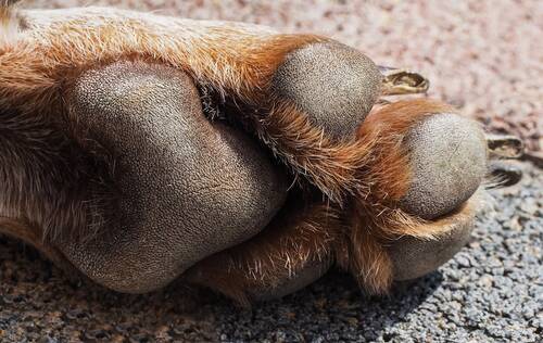 Blog über Natürliche Tiernahrung für Hunde von PerNaturam