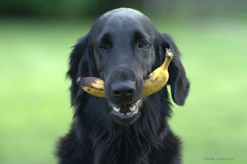 Blogbeitrag von PerNaturam über Hunde