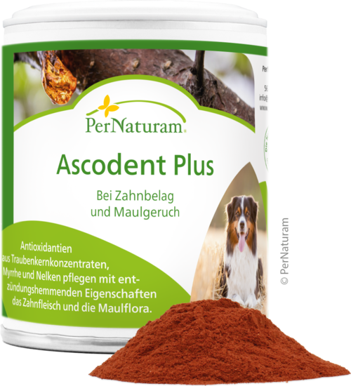 Ascodent Plus