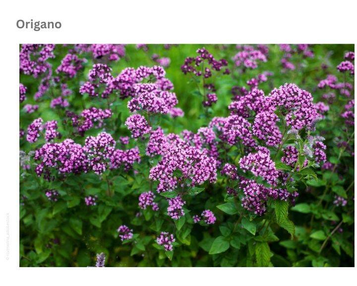 Origano