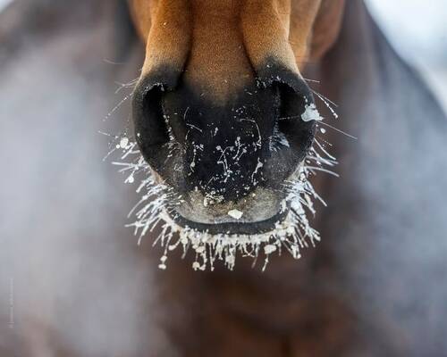 Influenza Titelbild
