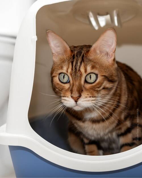 Harnstein Katzen Bild 1