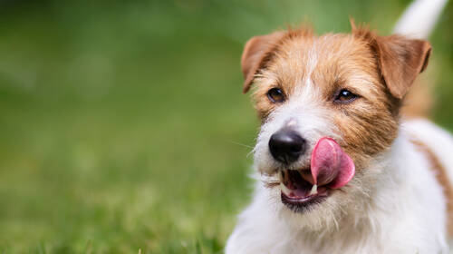 AdobeStock 707916022 Jack Russell Terrier ©Reddogs