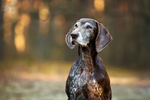 AdobeStock 1365705108 pointer Portrait Senior ©otsphoto