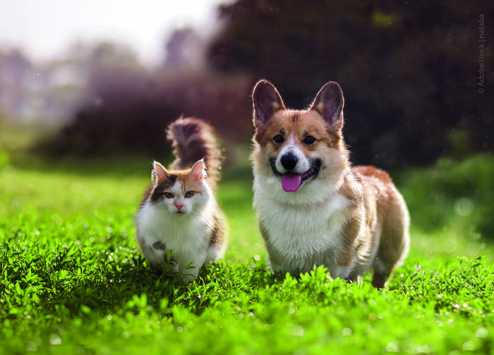 Webinaraufzeichnung -Durchfall bei Hund und Katze