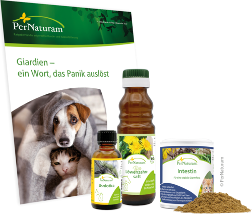 GiarExil - Pakket Kat