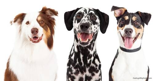 Blog über Natürliche Tiernahrung für Hunde von PerNaturam