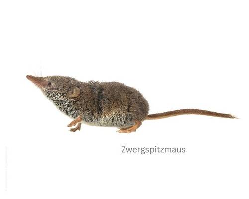Borna Virus Bild 1