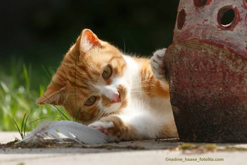 blog/haendigkeit-bei-katzen