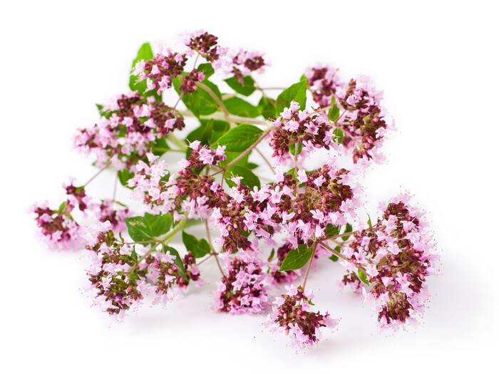 AdobeStock 90525020 Echter Dost Origanum vulgare Orgamin ©multik79