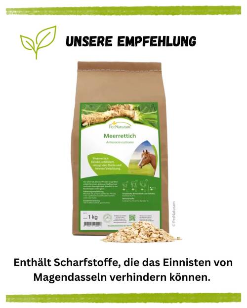 Dasselfliegen Pferd KV Unsere Empfehlung
