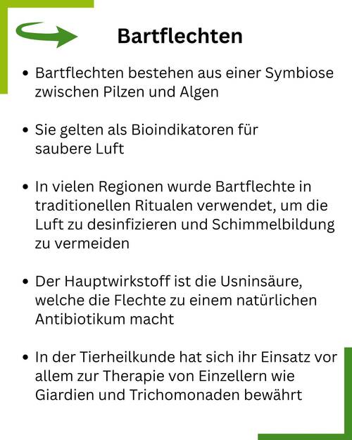 Tafel Bartflechte