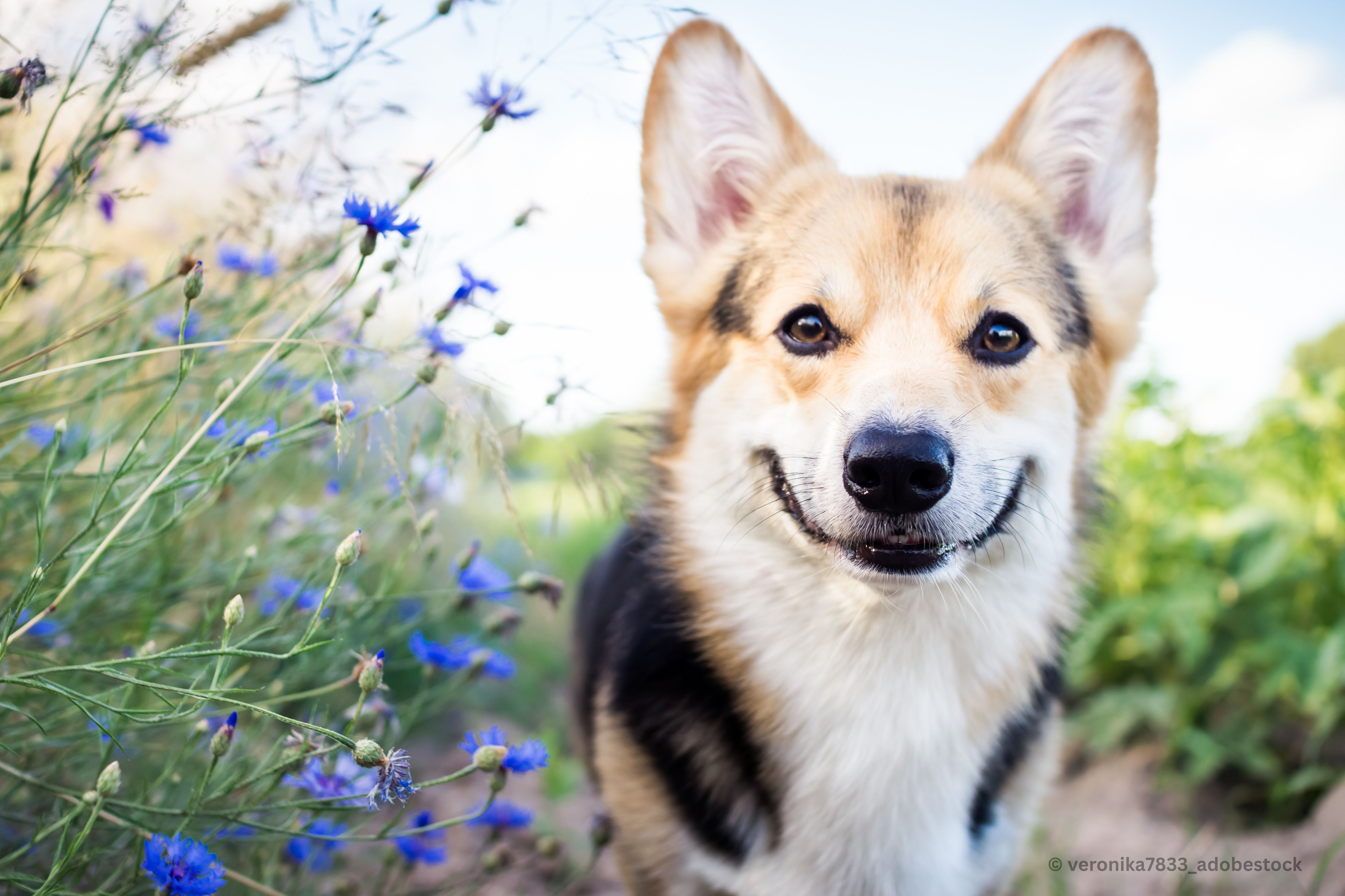 Der Darm als Zentrum der Gesundheit beim Hund