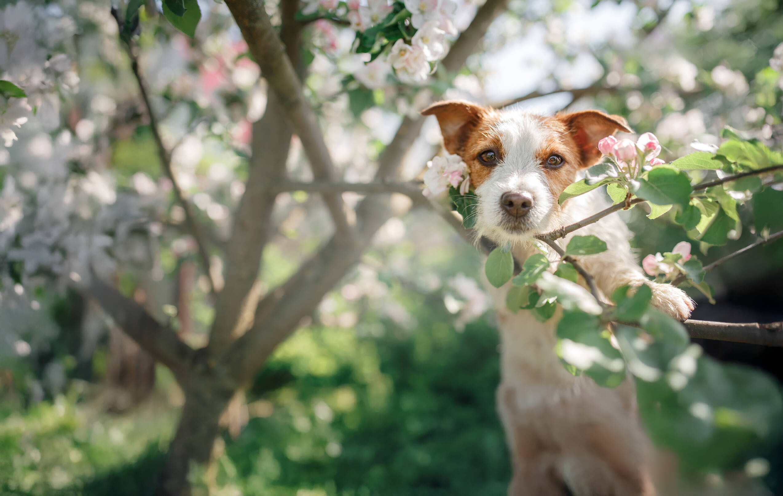 Basisvoorziening voor honden