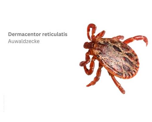 Auwaldzecke