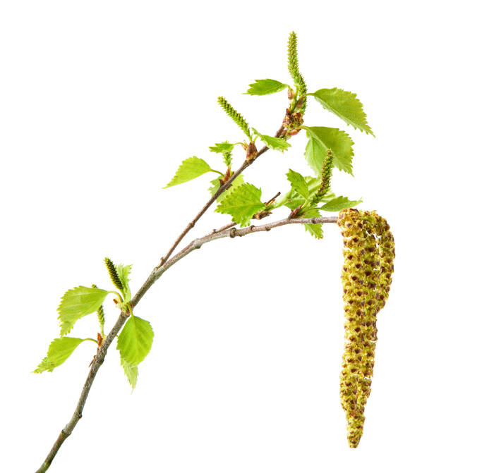 AdobeStock 352230949 Birkenkätzchen romiri