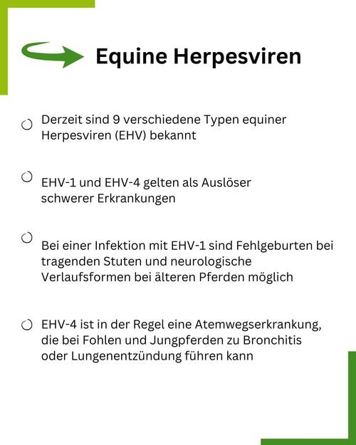 Equine Herpesviren Summary
