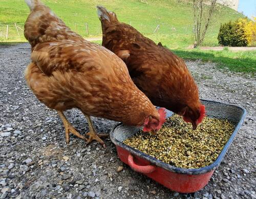 blog/parasitenprophylaxe-bei-gefluegel