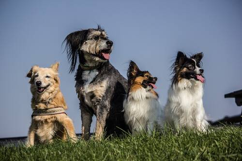 Blog über Natürliche Tiernahrung für Hunde von PerNaturam