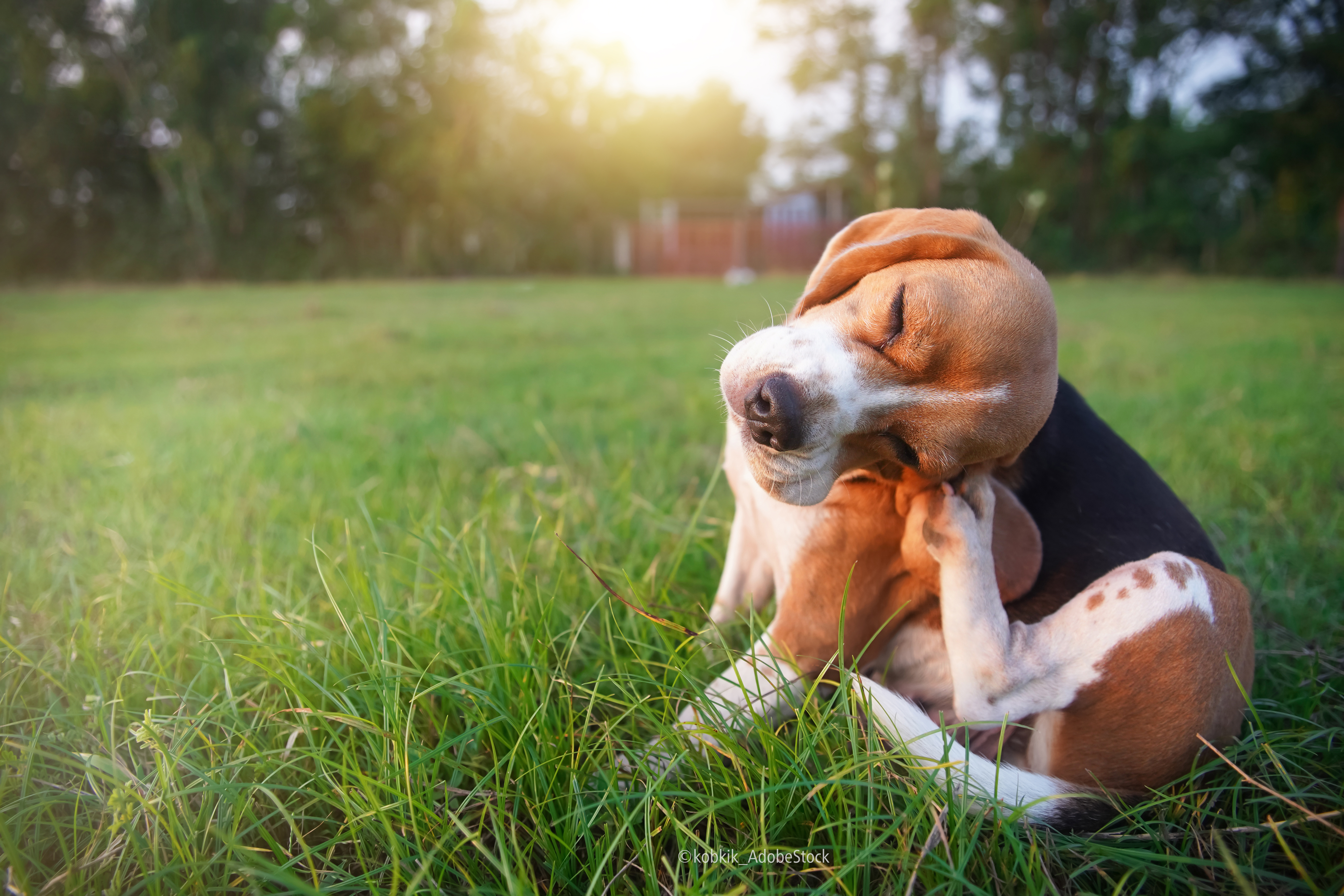 Juckreiz, Ausleitung und Detox beim Hund