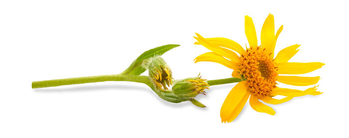 AdobeStock 54534837 Arnika Arnica montana ©Scisetti Alfio
