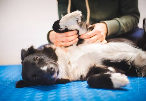 blog/gelenkerkrankungen-verstehen-arthrose-und-arthritis-beim-hund