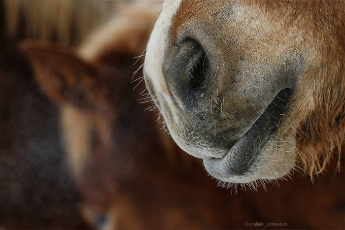 Atemwege beim Pferd