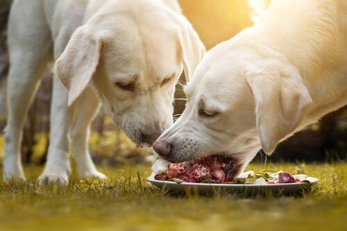 Blog über Natürliche Tiernahrung für Hunde von PerNaturam