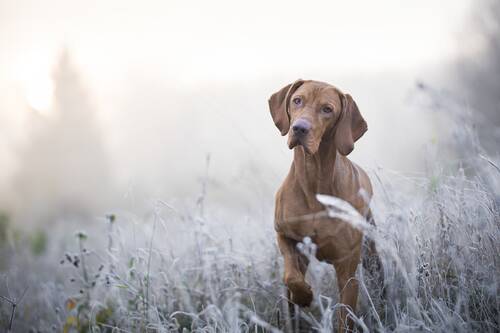 Blog über Natürliche Tiernahrung für Hunde von PerNaturam
