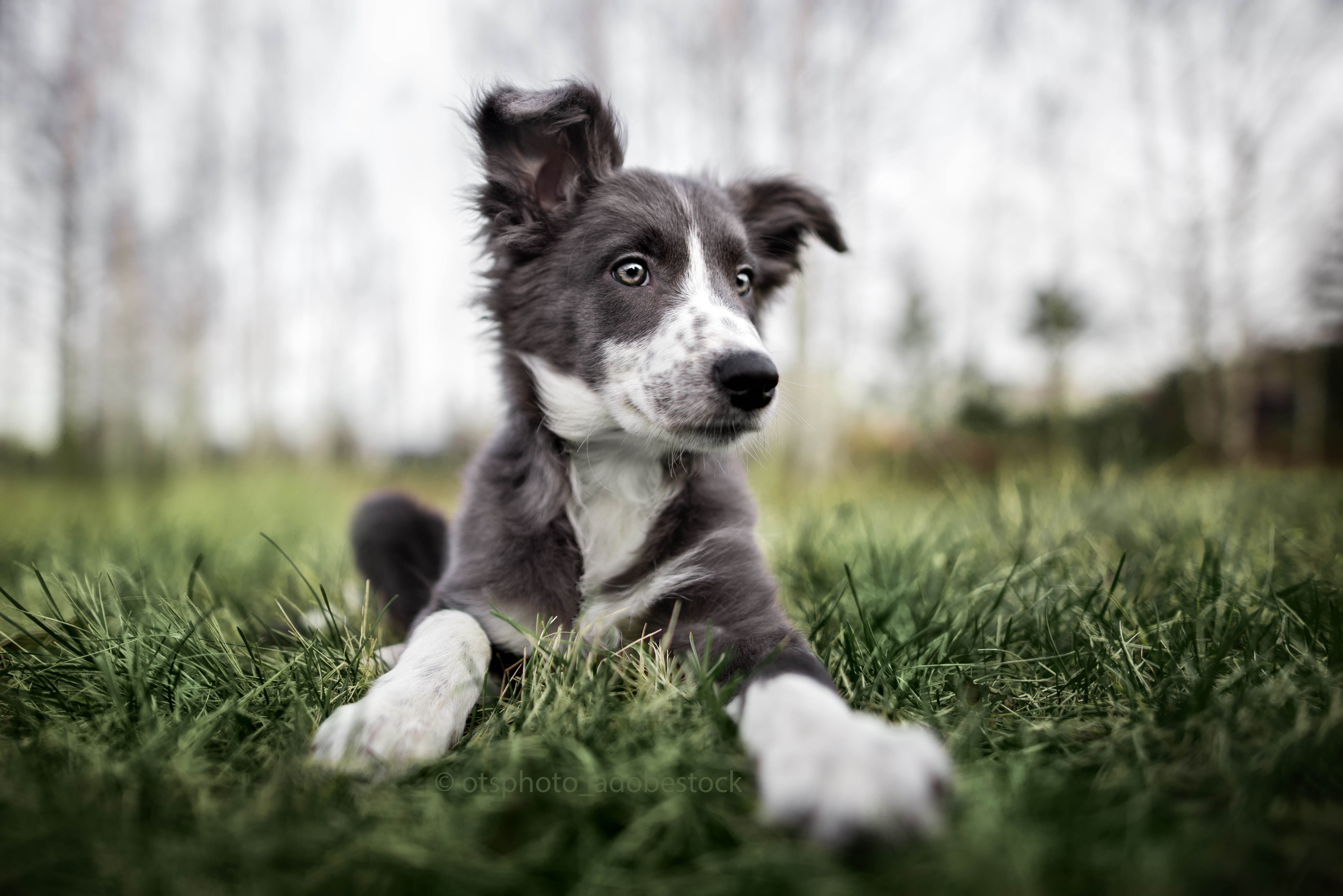 Webinaraufzeichnung - Vom Welpen zum erwachsenen Hund