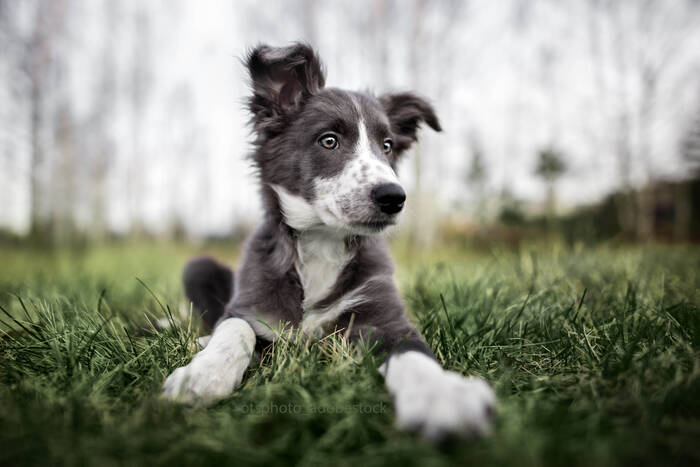 Webinaraufzeichnung - Vom Welpen zum erwachsenen Hund