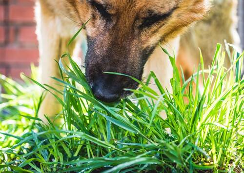 blog/das-mikrobiom-des-hundes