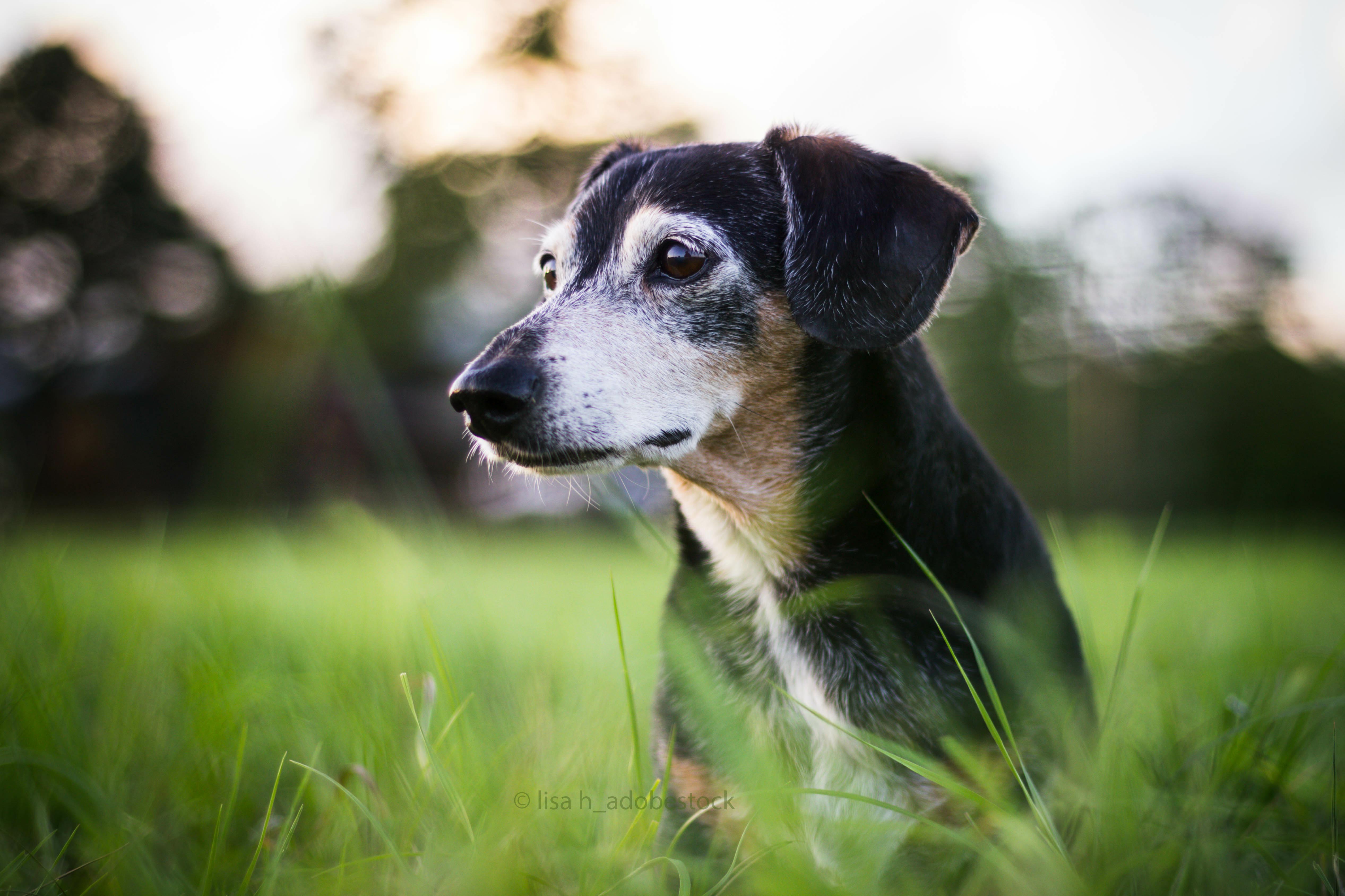 Webinaraufzeichnung - Graue Schnauzen - der Seniorhund