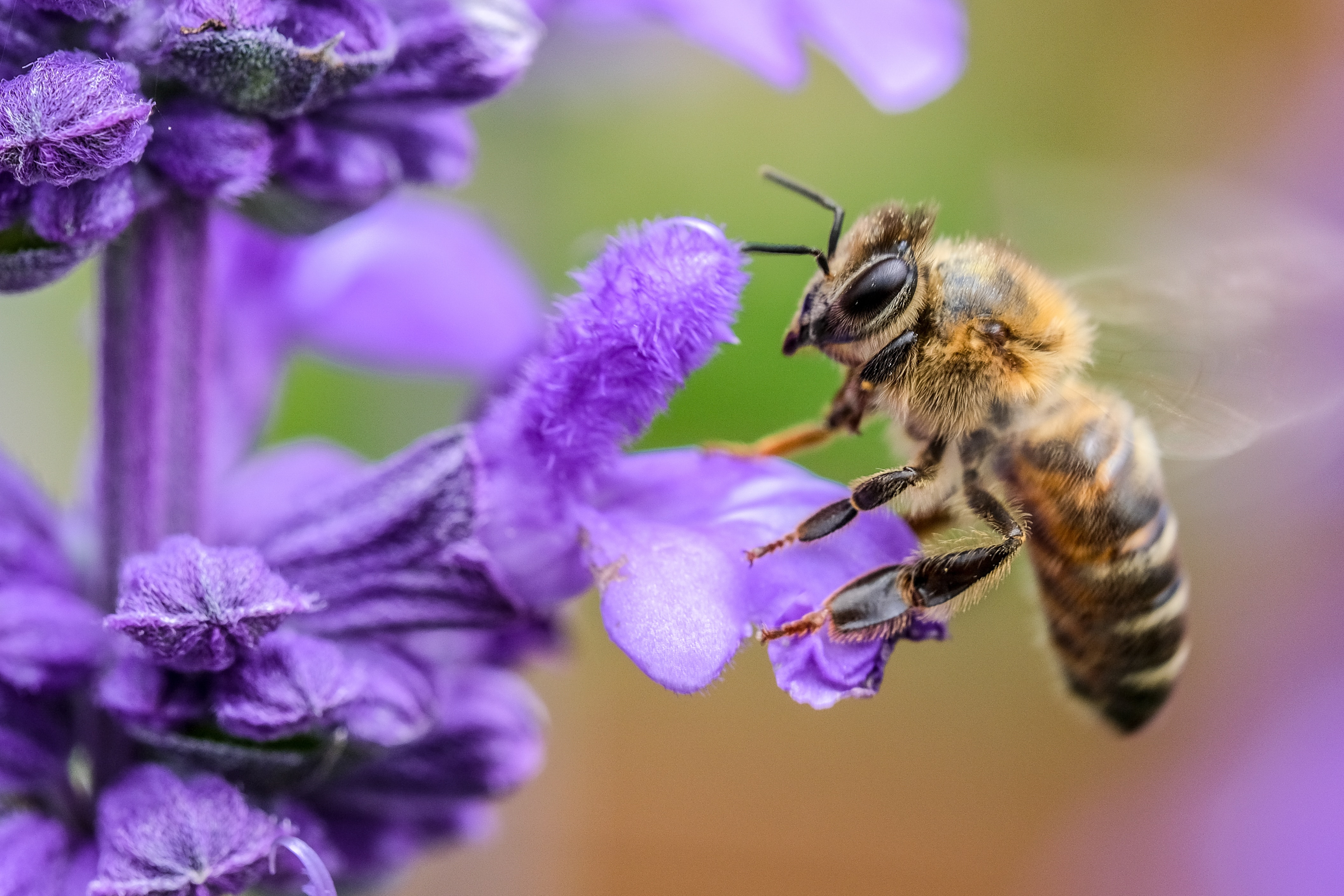 Biologisch bij PerNaturam
