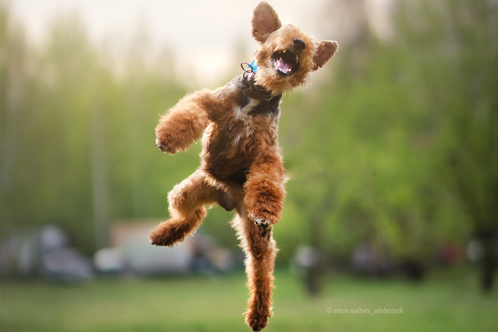ADHS & Stress beim Hund