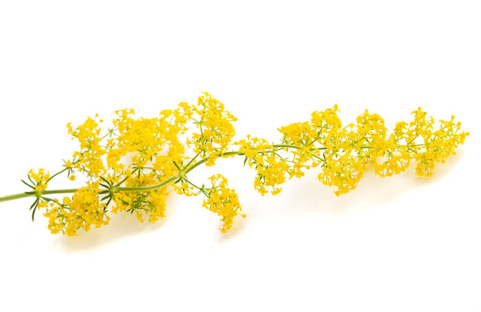 AdobeStock 361806265 Labkraut Galium verum©Scisetti Alfio