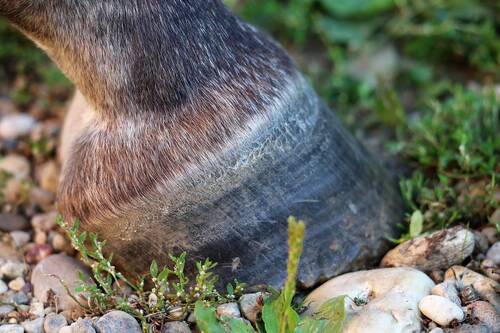blog/gesunde-hufe-und-haare-brauchen-die-richtigen-baustoffe